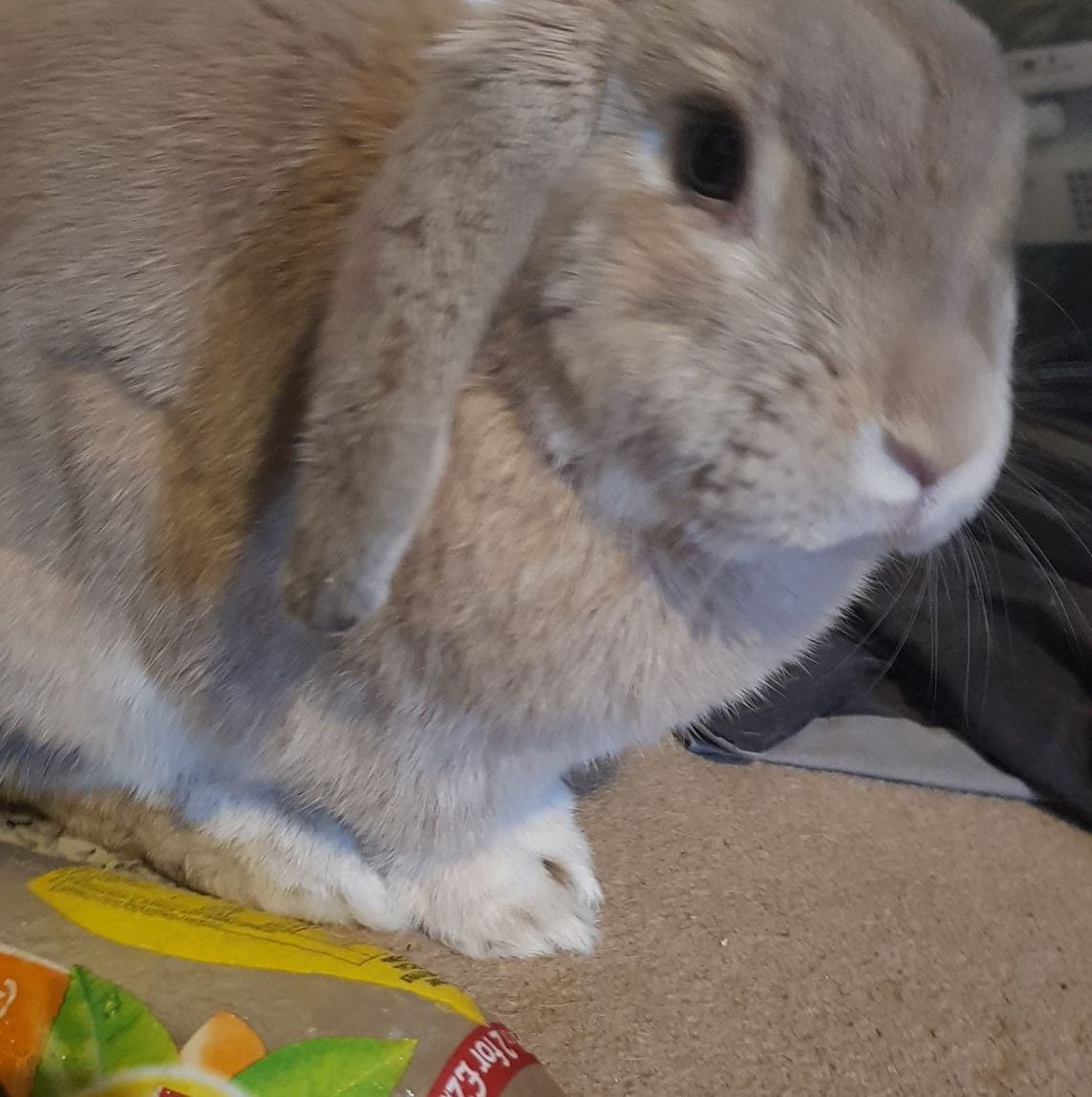 Frozen Bottles of Water are perfect for your rabbit to lean up against