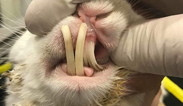 Netherland Dwarf Rabbit overgrown teeth