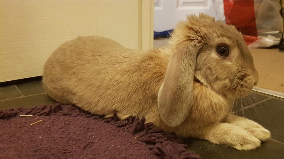 A relaxed rabbits body language