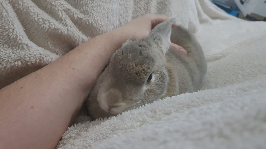 A rabbit having bed cuddles whilst loafed