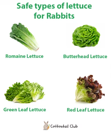 What types of Lettuce can rabbits eat?