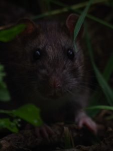 Rats - Predator to baby rabbits
