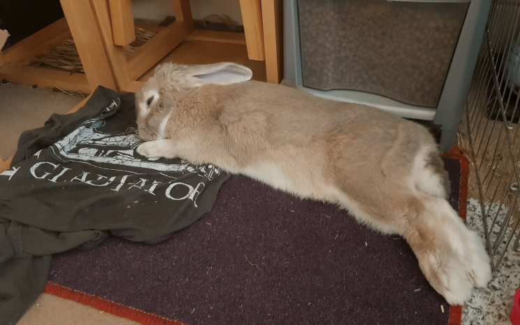 Is rabbit bedding comfortable?