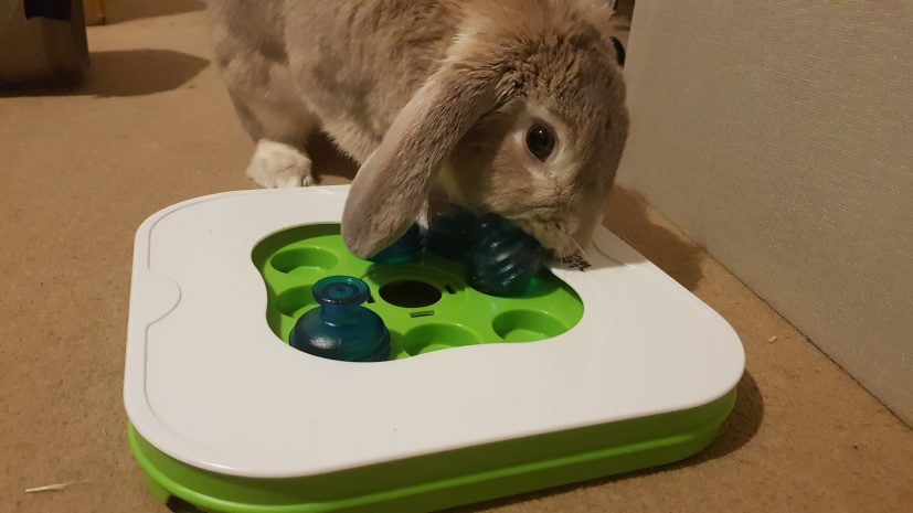 Interactive Rabbit Toy