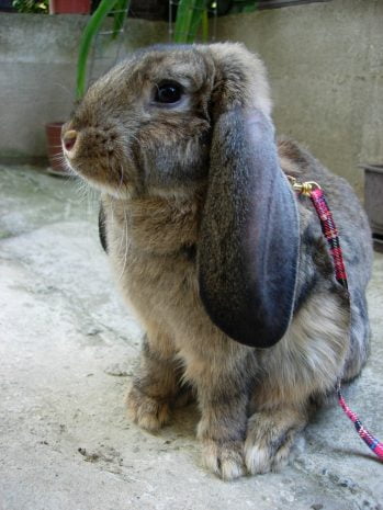 Beebee The French Lop Rabbit