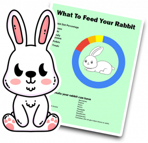 What to feed your rabbit