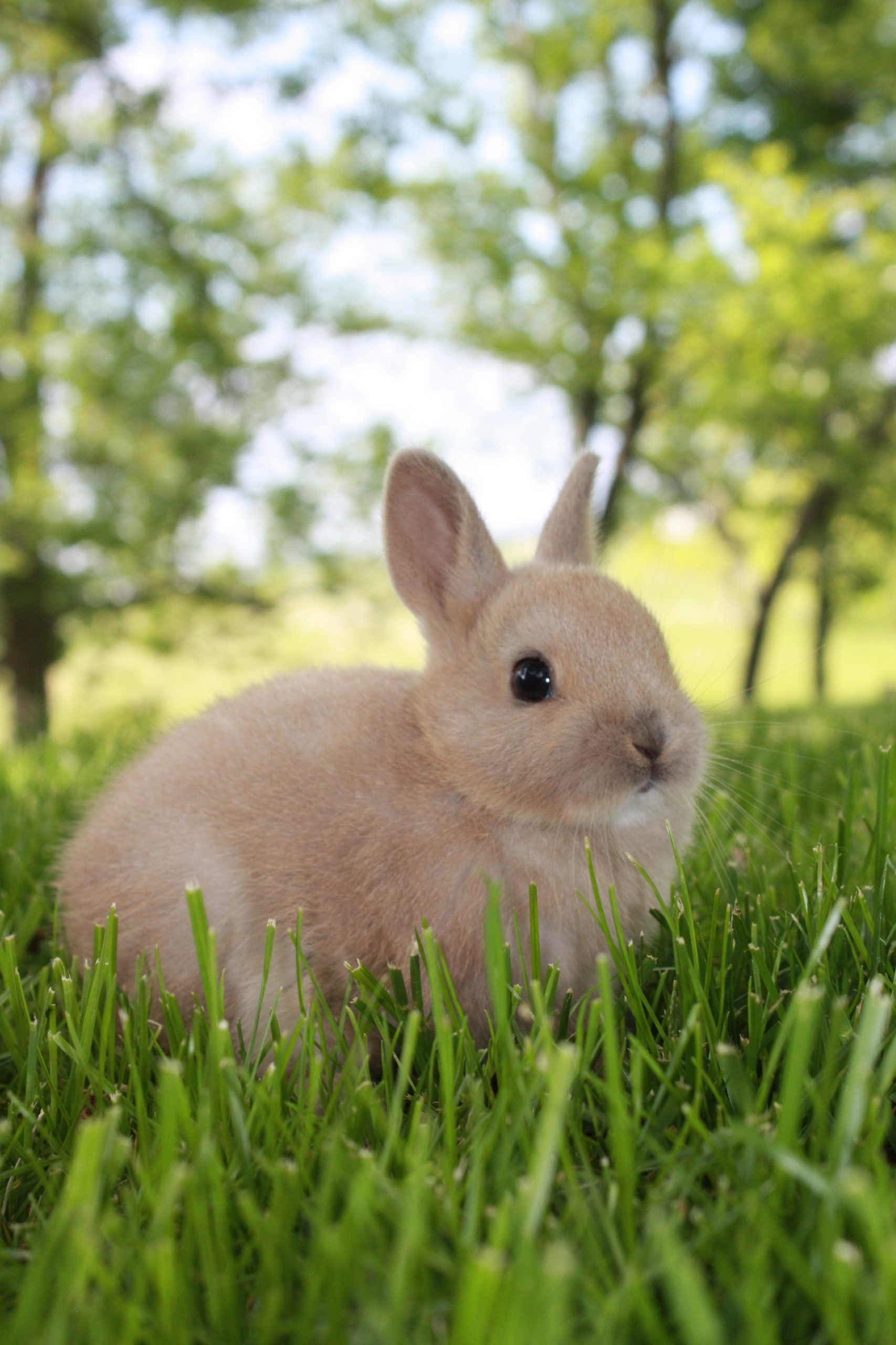 How long does a Netherland Dwarf Rabbit live for? | Cotton Tail Club